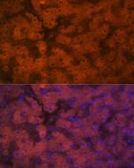 PON1 Antibody in Immunohistochemistry (Paraffin) (IHC (P))