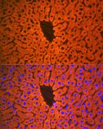 PON1 Antibody in Immunohistochemistry (Paraffin) (IHC (P))