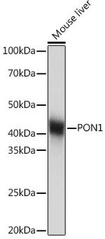 PON1 Antibody in Western Blot (WB)