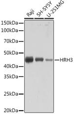 HRH3 Antibody in Western Blot (WB)