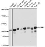 CaMKI Antibody in Western Blot (WB)