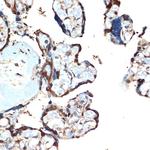 ATF5 Antibody in Immunohistochemistry (Paraffin) (IHC (P))