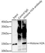 Histone H2A Antibody in Immunoprecipitation (IP)