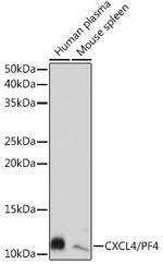 PF4 Antibody in Western Blot (WB)