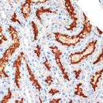 Syntaxin 3 Antibody in Immunohistochemistry (Paraffin) (IHC (P))