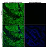 Desmin Antibody in Immunohistochemistry (Paraffin) (IHC (P))