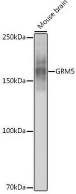 mGluR5 Antibody in Western Blot (WB)