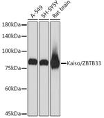 Kaiso Antibody in Western Blot (WB)