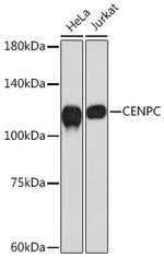 CENPC Antibody in Western Blot (WB)