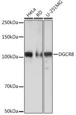 DGCR8 Antibody in Western Blot (WB)