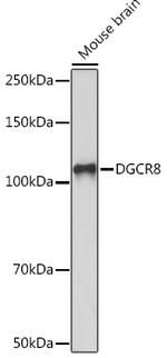 DGCR8 Antibody in Western Blot (WB)