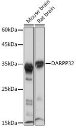 DARPP-32 Antibody in Western Blot (WB)