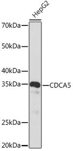 CDCA5 Antibody in Western Blot (WB)