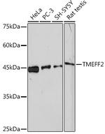 TMEFF2 Antibody in Western Blot (WB)