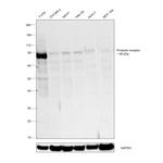 Prolactin Receptor Antibody in Western Blot (WB)