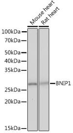 BNIP1 Antibody in Western Blot (WB)