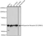 DRD3 Antibody in Western Blot (WB)