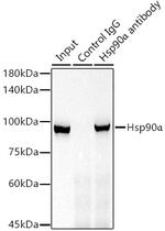 HSP90 alpha Antibody in Immunoprecipitation (IP)