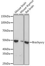 Brachyury Antibody in Western Blot (WB)