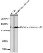 CDH17 Antibody in Western Blot (WB)