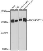 PIK3R4 Antibody in Western Blot (WB)