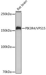 PIK3R4 Antibody in Western Blot (WB)