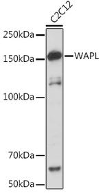 WAPL Antibody in Western Blot (WB)