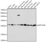 KGF Antibody in Western Blot (WB)