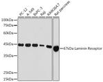 RPSA Antibody in Western Blot (WB)