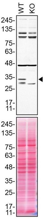 Syntaxin 4 Antibody in Western Blot (WB)