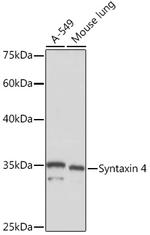 Syntaxin 4 Antibody in Western Blot (WB)