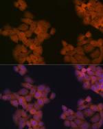 Cdc23 Antibody in Immunocytochemistry (ICC/IF)