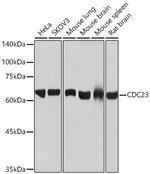 Cdc23 Antibody in Western Blot (WB)