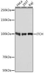 ITCH Antibody in Western Blot (WB)