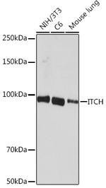 ITCH Antibody in Western Blot (WB)