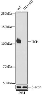 ITCH Antibody in Western Blot (WB)