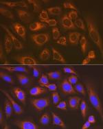 KARS Antibody in Immunocytochemistry (ICC/IF)