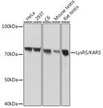 KARS Antibody in Western Blot (WB)