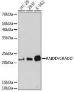 RAIDD Antibody in Western Blot (WB)