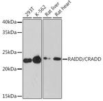 RAIDD Antibody in Western Blot (WB)