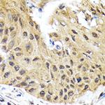 eIF2b epsilon Antibody in Immunohistochemistry (Paraffin) (IHC (P))