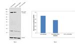 CAF1 p150 Antibody in Western Blot (WB)