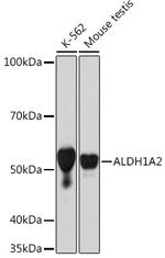 ALDH1A2 Antibody in Western Blot (WB)