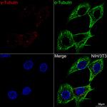 gamma Tubulin Antibody in Immunocytochemistry (ICC/IF)