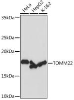 TOMM22 Antibody in Western Blot (WB)