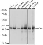 MDH1 Antibody in Western Blot (WB)