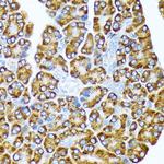 EIF2A Antibody in Immunohistochemistry (Paraffin) (IHC (P))