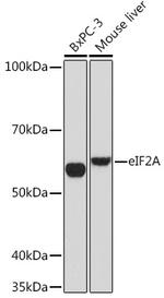 EIF2A Antibody in Western Blot (WB)