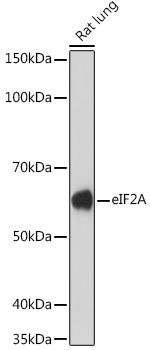 EIF2A Antibody in Western Blot (WB)