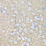 GLAST Antibody in Immunohistochemistry (Paraffin) (IHC (P))